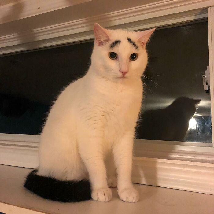 Meet Hénri, A Cat With Eyebrows Who Went Viral Because Of His Unique Facial Markings