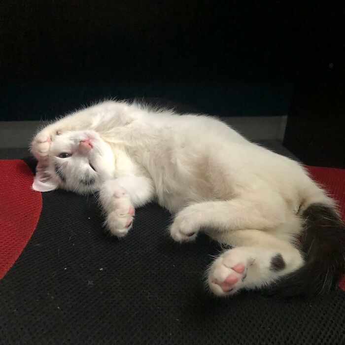 Meet Hénri, A Cat With Eyebrows Who Went Viral Because Of His Unique Facial Markings