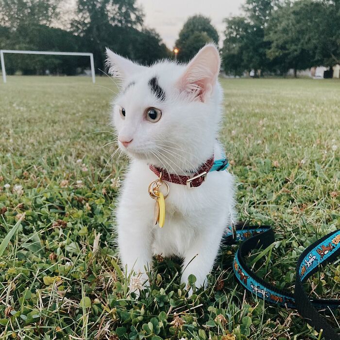 Meet Hénri, A Cat With Eyebrows Who Went Viral Because Of His Unique Facial Markings