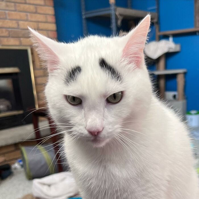 Meet Hénri, A Cat With Eyebrows Who Went Viral Because Of His Unique Facial Markings