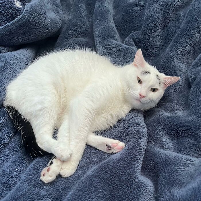 Meet Hénri, A Cat With Eyebrows Who Went Viral Because Of His Unique Facial Markings