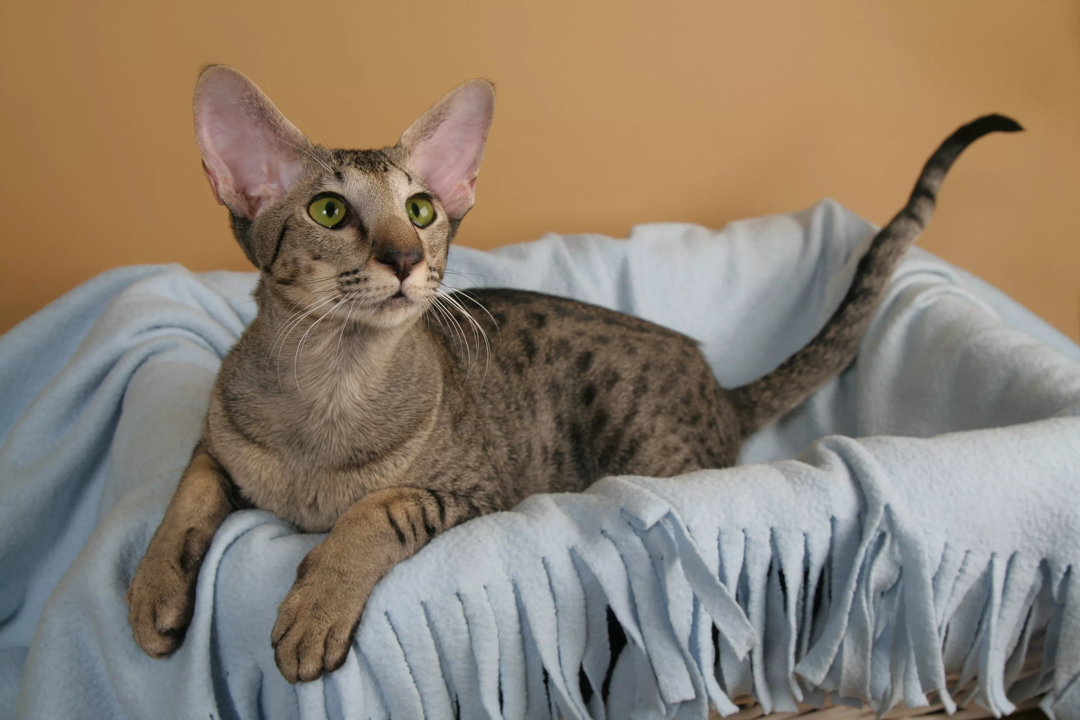 Spotted tabby oriental shorthair