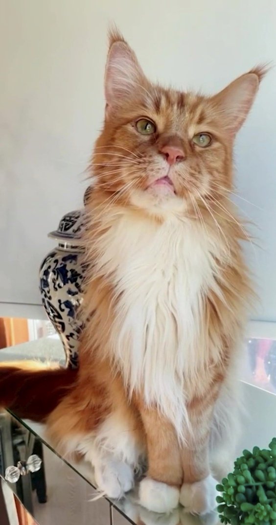 Finn the Maine Coon cat 