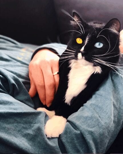 Bowie the Tuxedo Cat