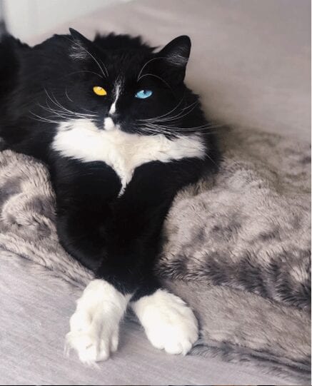 Bowie the Tuxedo Cat