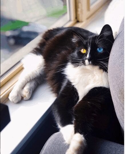 Bowie the Tuxedo Cat