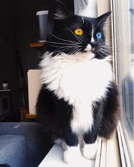 Bowie the Tuxedo Cat