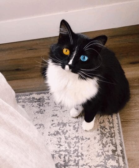 Bowie the Tuxedo Cat