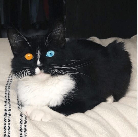 Bowie the Tuxedo Cat