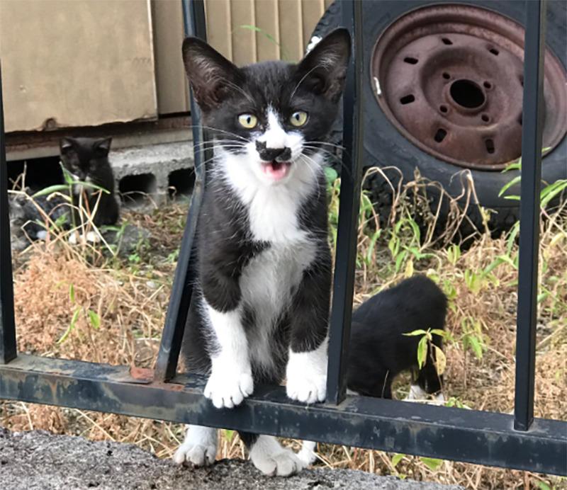 A kitten has a black patch on its nose in the shape of a cat.