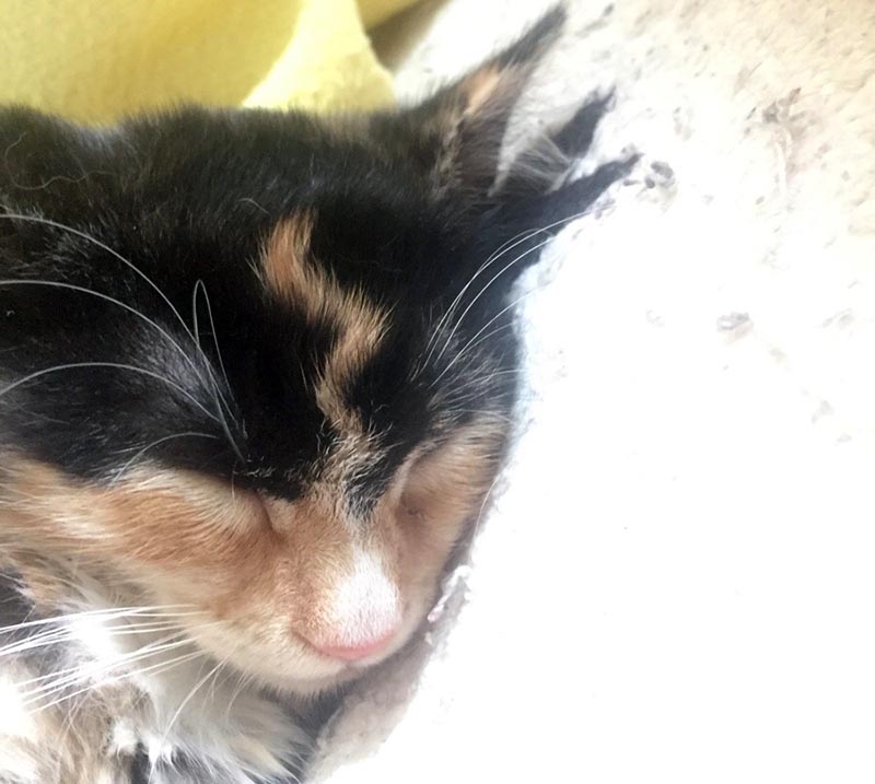 A cat with dark fur on its head has an orange squiggly line of fur that looks like a lightning bold on its forehead.