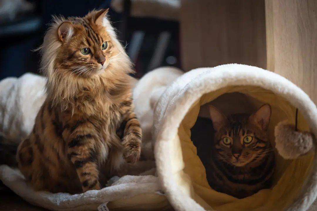 Cezar and Borys. (Courtesy of Wojtek Czachurski, Ticadela Pl and Sirocco Bengals and Cashmeres)