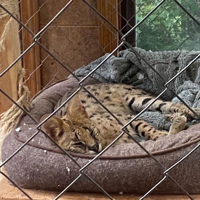 This 40-Pound African Cat Is Reunited With His Owners After Running Away And Spending 3 Days In The Wild