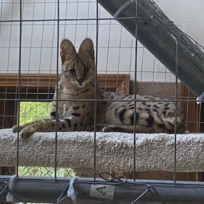 This 40-Pound African Cat Is Reunited With His Owners After Running Away And Spending 3 Days In The Wild