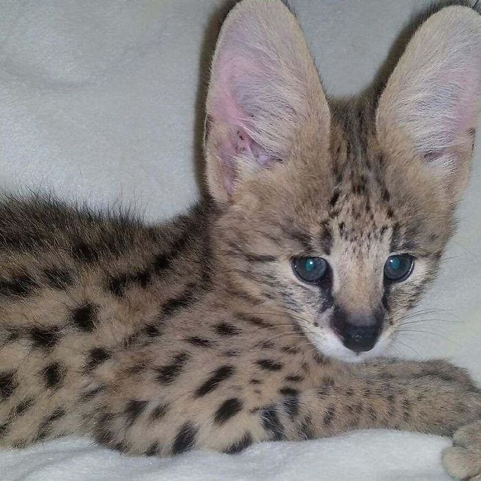 This 40-Pound African Cat Is Reunited With His Owners After Running Away And Spending 3 Days In The Wild