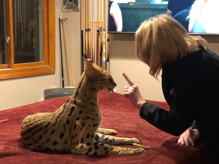 This 40-Pound African Cat Is Reunited With His Owners After Running Away And Spending 3 Days In The Wild