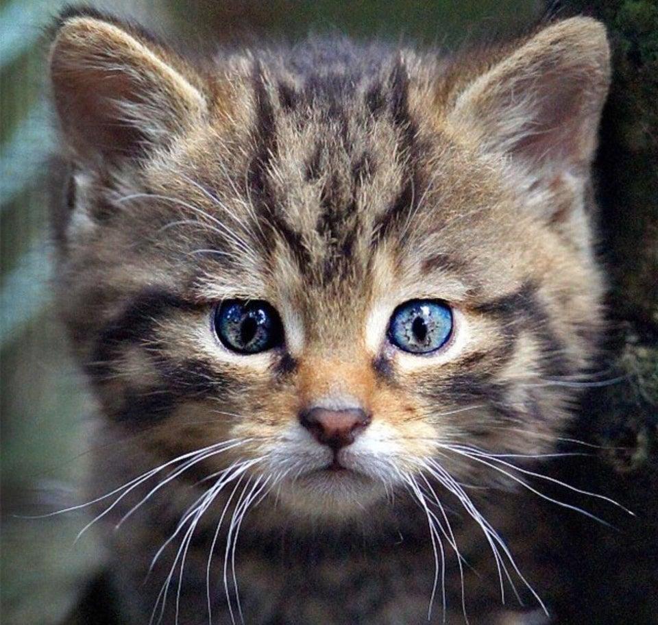 A kitten with brown, patterned fur appears to have the image of a can't face in the fur on its forehead.