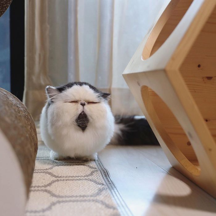 Meet Zuu - The Cat Who Embodies The Feeling When You Hear Your Alarm Clock Start Ringing