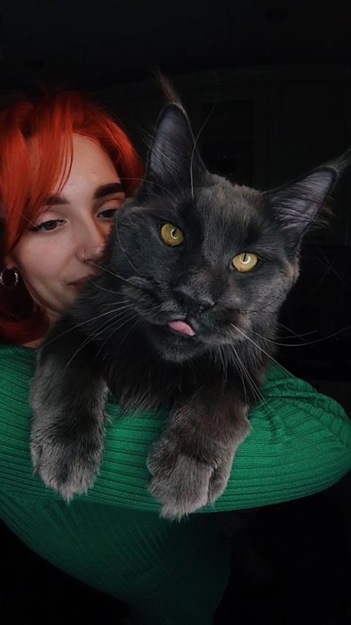 Meet Vincent, A Fluffy Maine Coon Cat That Looks Like A Black Panther And Acts Like A Dog