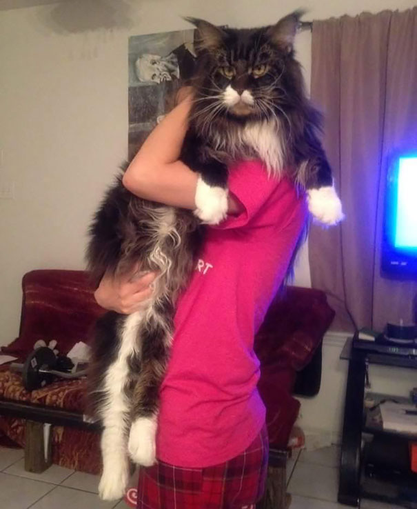 Maine Coon Cat