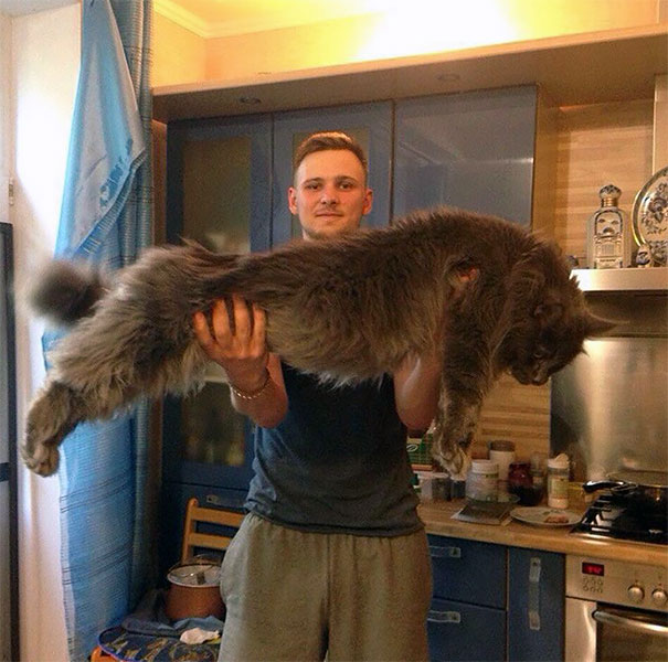 Maine Coon Cat