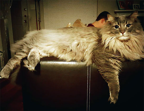 Maine Coon Cat