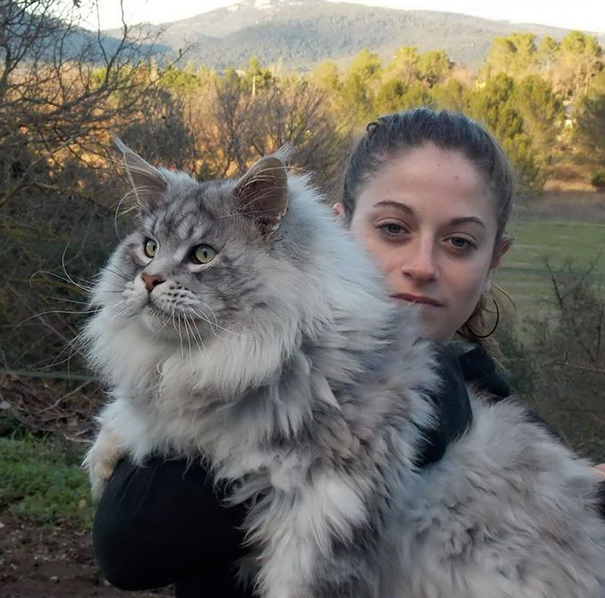 Maine Coon Cat