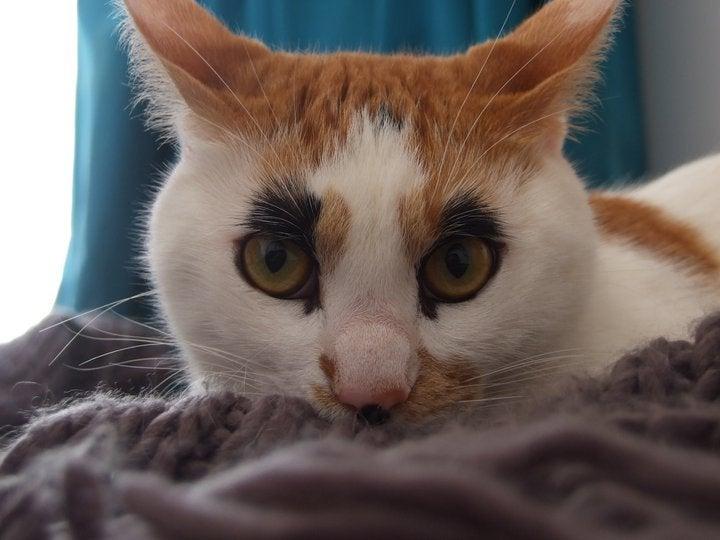 An orange and white cat has black fur around its eyes that looks like makeup.