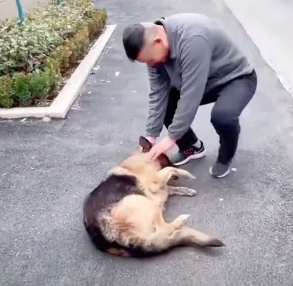 This dog will never forget her human friend.