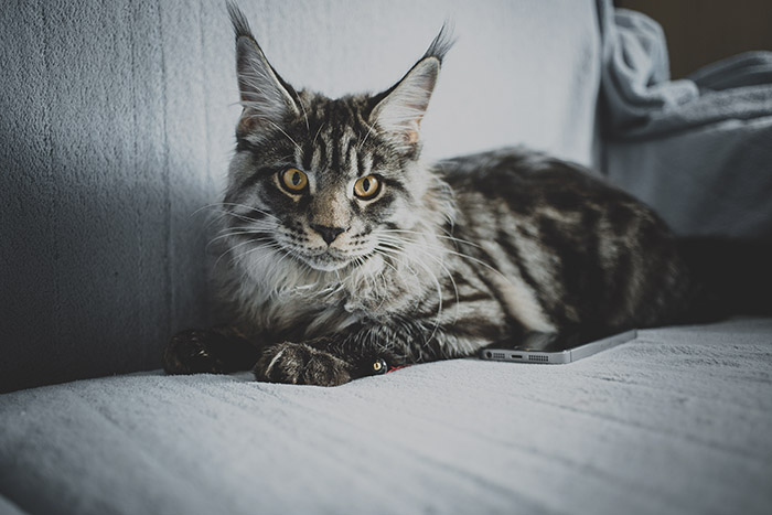 Chế độ dinh dưỡng cho mèo Mèo Maine Coon to xác