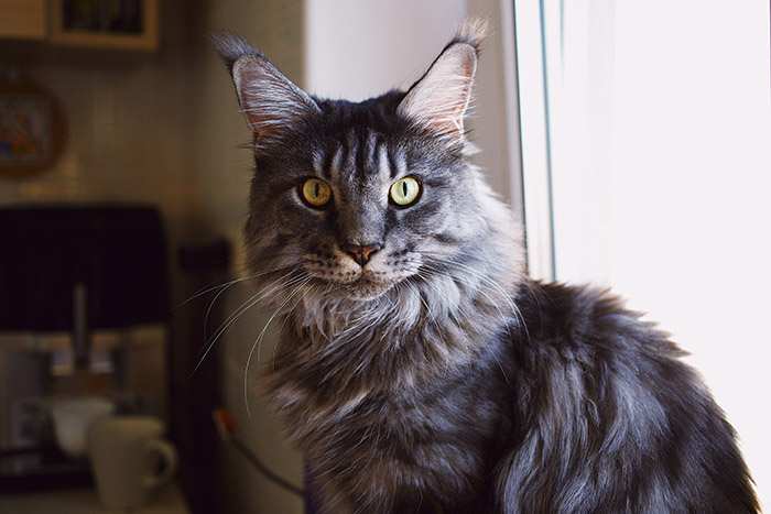 Các bệnh thường gặp ở mèo Maine Coon