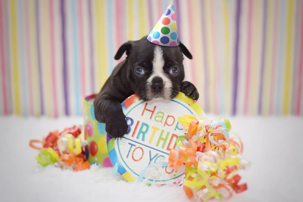 dog birthday party