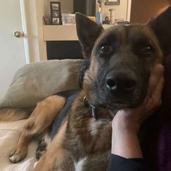 dog with head in woman's hand