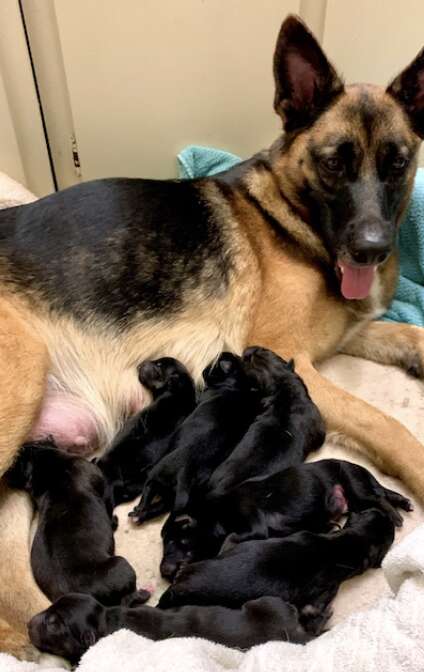 dog with puppies 