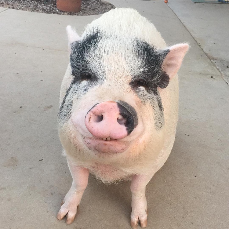 Pet Pig Piggypoo and Crew