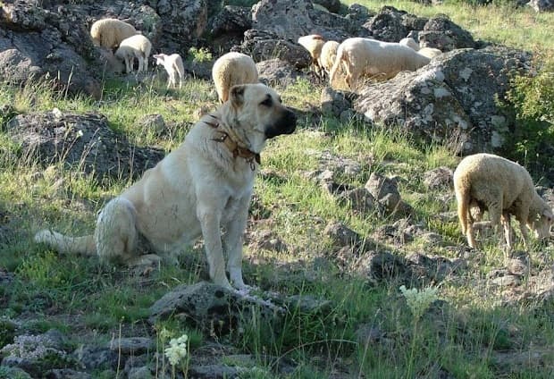 Anatolian protectors: The kangal shepherd dog