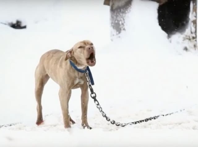 From frozen and frightened to New York's first Pit Bull K9 officer