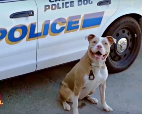 Redefining service: From shelter to K9 unit