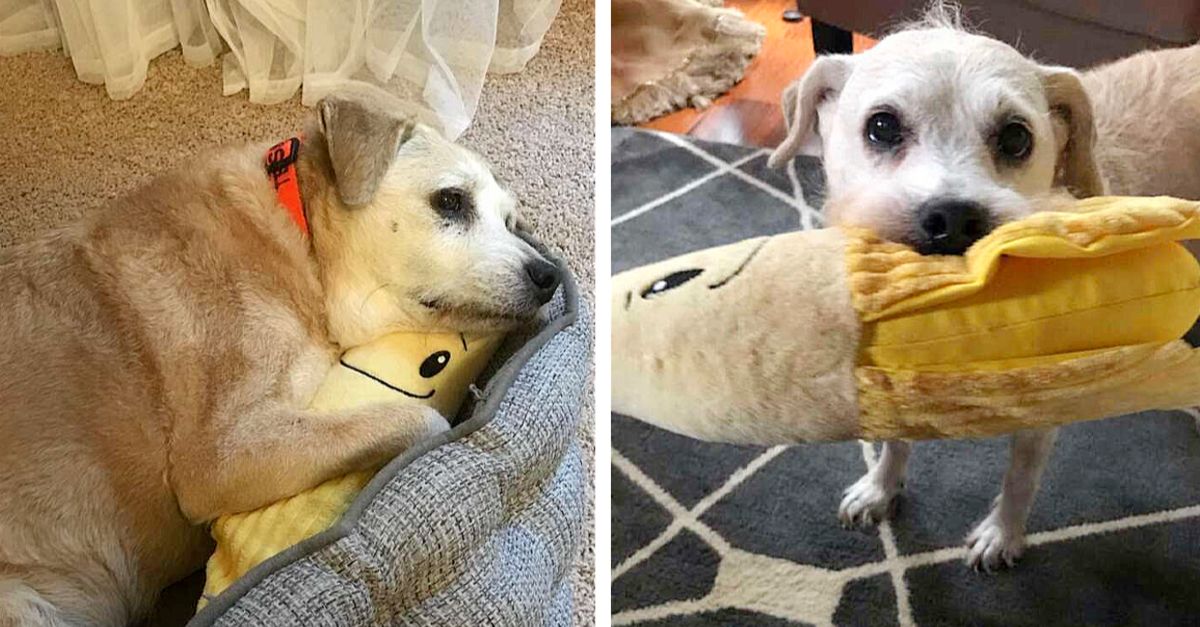 20-year-old dog still adores snuggling with her stuffed banana