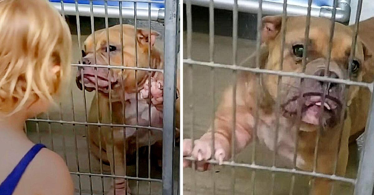 A 2-year-old girl chooses a sick, shy pit bull at the shelter who just needs love