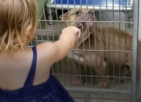 A chance encounter at the shelter between the girl and the dog