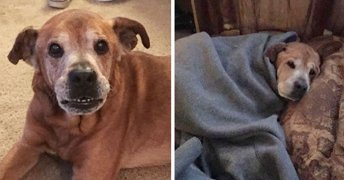 A couple adopts a 17-year-old dog from a shelter, and he lives long enough to meet their newborn daughter.