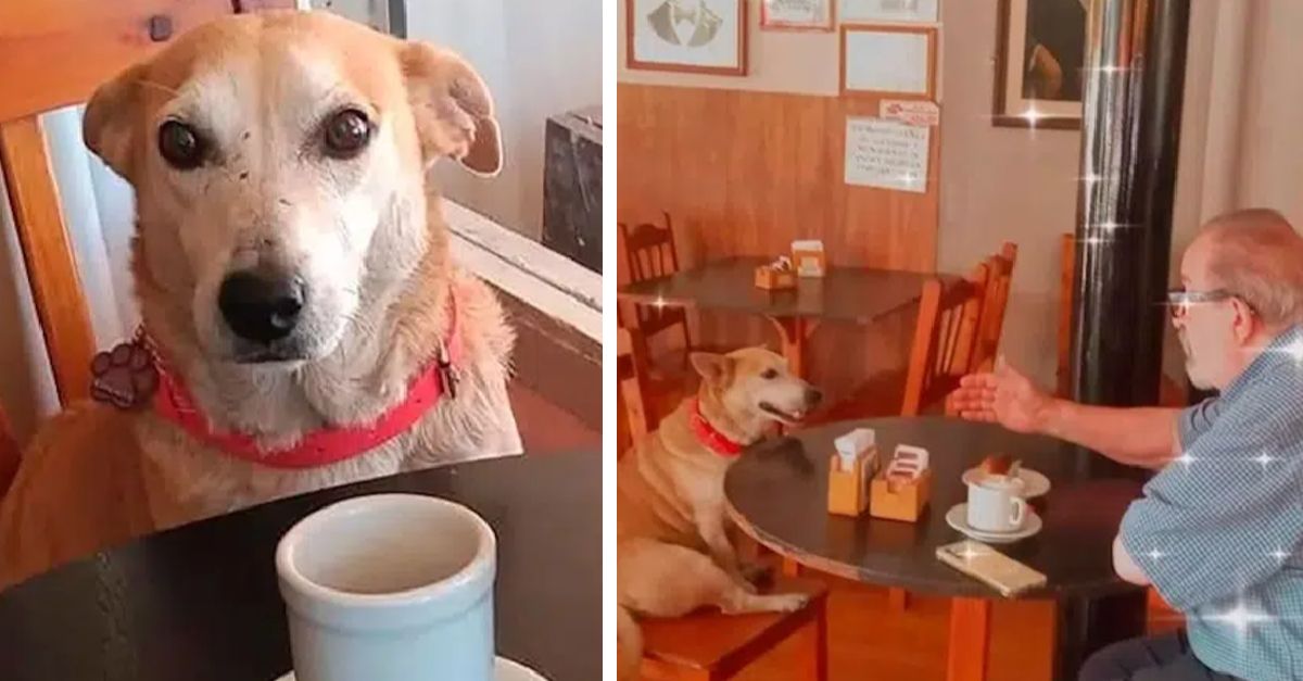 A dog adopted by a coffee shop regularly sits with customers, striving to provide companionship