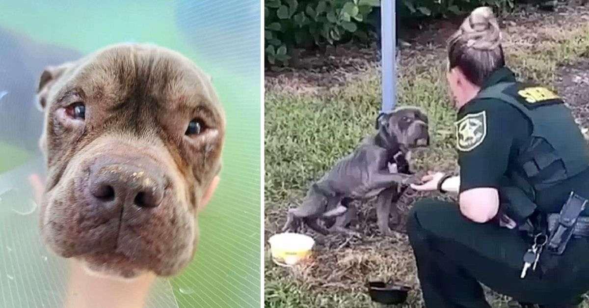 A dog tethered to a pole extends its paw to the policeman who has arrived to rescue it