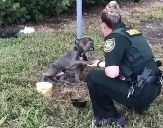 Officer Laurella to the rescue the unlucky dog