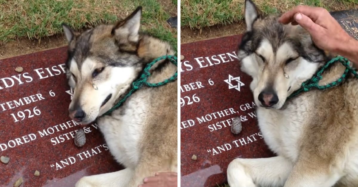 A grieving husky with a broken heart sob uncontrollably beside his owner's tombstone