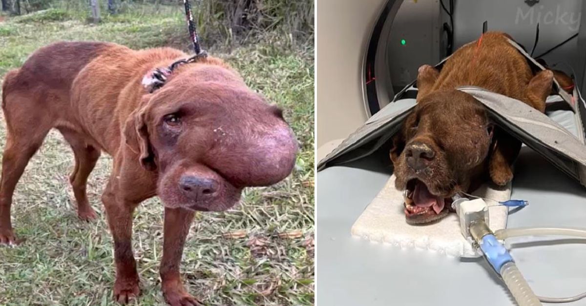 A heart-wrenching scene a suffering dog with a massive tumor, collapsed and crying out for help