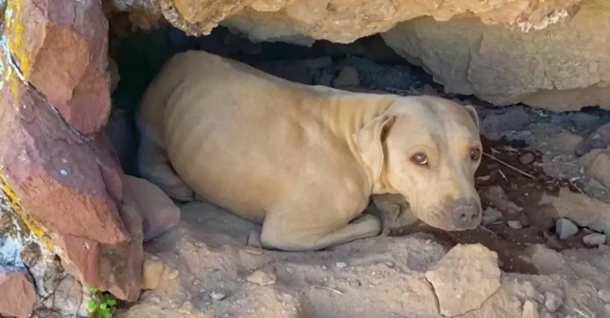 A hiker noticed the dog’s bright amber eyes peeking from a crevice