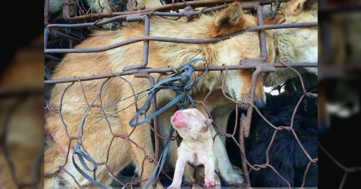 A loving mother dog pushing her puppy out of the cage to the slaughterhouse is causing a social media