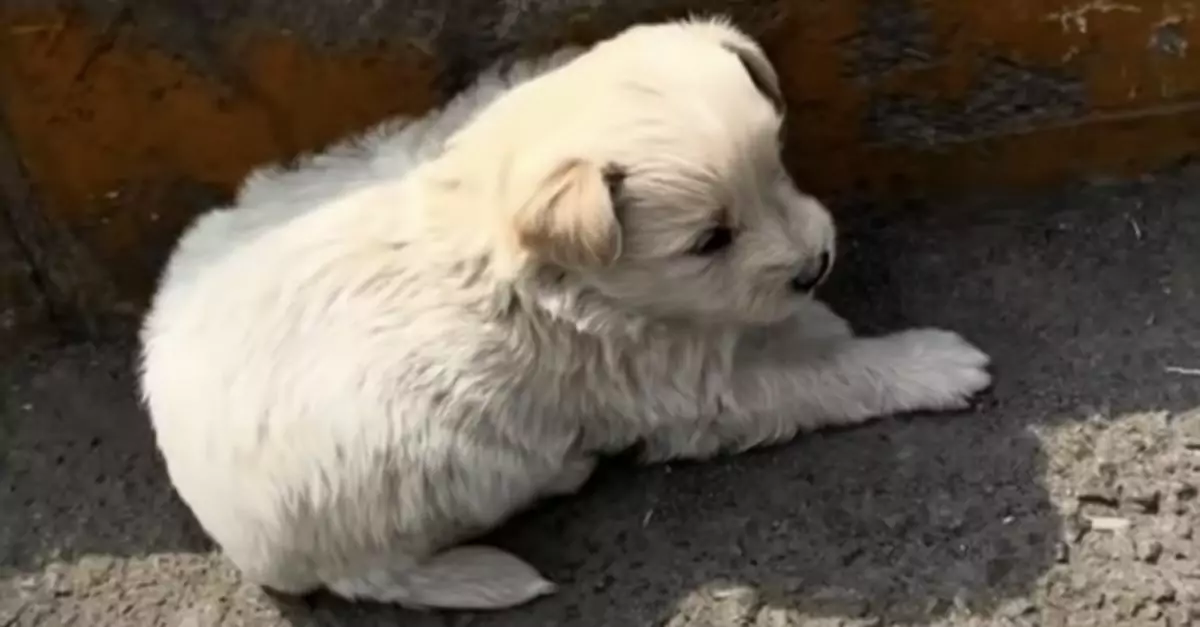 A puppy finds shelter in a curb's shadow, its only escape from the heat